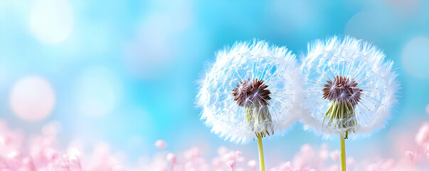 Obraz premium Dandelions field, spring, blue sky