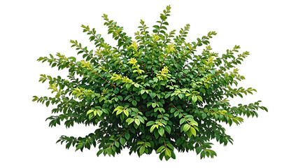 Fototapeta premium A vibrant green bush, isolated on a transparent background