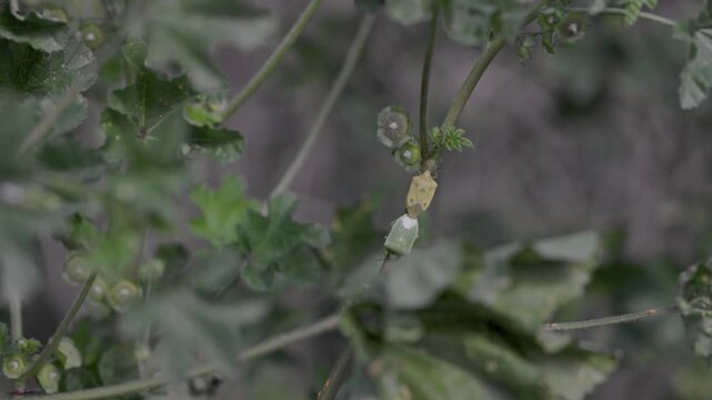 Close-up of a green shield bug nymph undergoing molting on a mallow plant stem