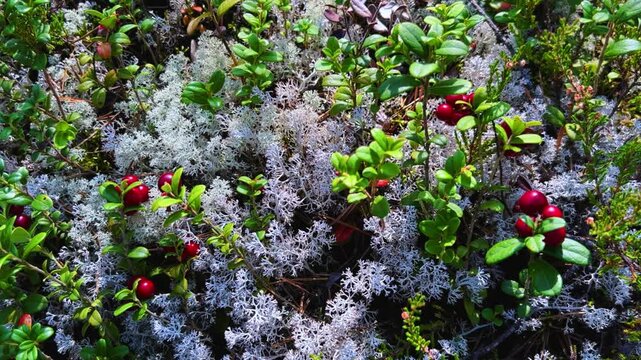 The red lingonberry berry grows in the forest on a bush. Wild wild berry. Nature in autumn. Ripe lingonberry in a quiet sunny forest. Lingonberry berries on cinematic bushes among moss in the forest. 