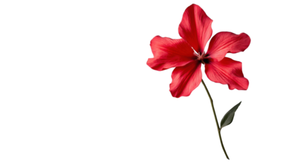 Red scarlet rosemallow flower with transparent background