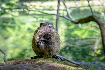 Coypu / Nutria