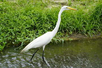 The great egret (Ardea alba), also known as the common egret, large egret, Fortaleza Ceará, Brazil.