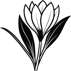 crocus flower vector silhouette illustration. Crocus vector sketch illustration isolated on white background (6).eps