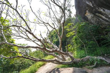 Pidurangala Royal Cave Temple under Pidurangala Rajamaha Viharaya, Sigiriya, Sri Lanka, Asia 