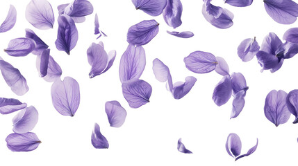 scattered purple petals isolated png transparent background