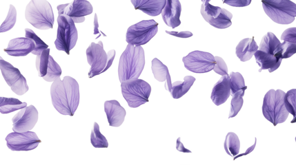 scattered purple petals isolated png transparent background
