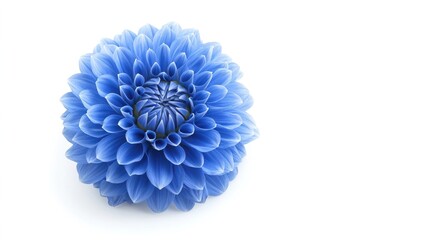 Beautiful Blue Flower Isolated on White Background Closeup View