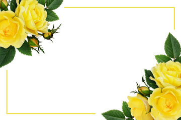 Yellow rose flowers in a corners compositions with yellow frame isolated on white or transparent background