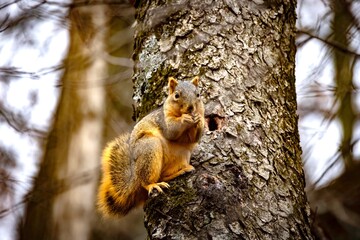 The fox squirrel (Sciurus niger), also known as the eastern fox squirrel or Bryant's fox squirrel. 