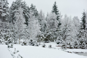 The heavy snowfall in a wild park, winter fairy tale in the forest, snow-covered tree branches, large flakes of snow are slowly falling, nobody, snow storm, blizzard