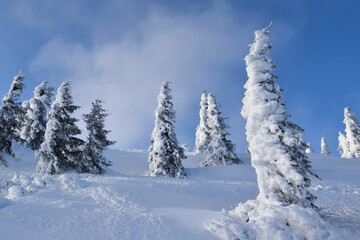 Frozen pine trees under snow at mountain slope. Zavizan region, Northern Velebit