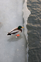 Mallard duck on the edge of an ice floe near the water