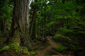 Obraz premium Ancient cemetery at sunset inside a forest, on Mount Koya, Okuno-in or Okunoin cemetery is a sacred area cemetery. In Wakayama prefecture, south of Osaka in Japan.
