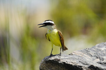 
The great kiskadee (Pitangus sulphuratus), called bem-te-vi in Brazil, pitogue in Paraguay, benteveo or bichofeo in Argentina and Uruguay, Fortaleza Ceará, Brazil.