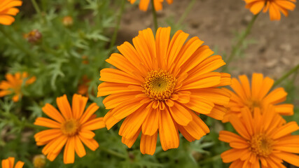 Fototapeta premium Close up of orange calendula flower