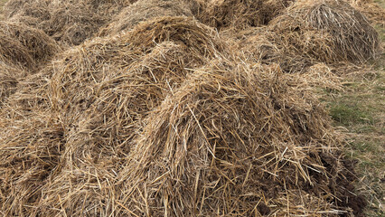 Mist dung heap of horse manure
