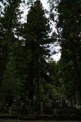 Vertical photograph of the old cemetery at sunset inside a forest, on Mount Koya, Okuno-in or Okunoin cemetery is a sacred area cemetery. In Wakayama prefecture, south of Osaka in Japan.

