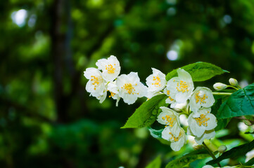 Spring flower garden background with Jasmine flowers blooming in the spring garden