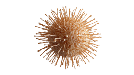 Virus cell rotating on transparent background, 3d render