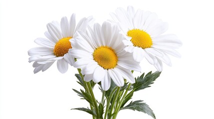 Three daisies bouquet, white background, nature, floral design