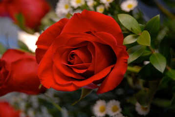 Beautiful Red Rose