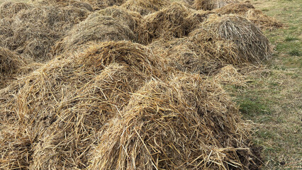 Mist dung heap of horse manure