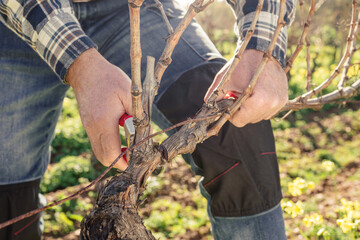Farmer performs pruning of the vineyard in a winter sunset. Agriculture.