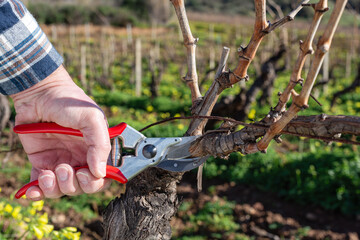 Farmer pruning the vine in winter. Agriculture.