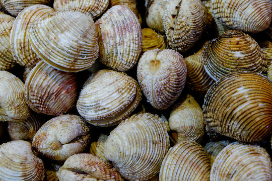 Paris, France. Europe Fresh clams for sale at local fish market.