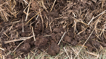 Mist dung heap of horse manure