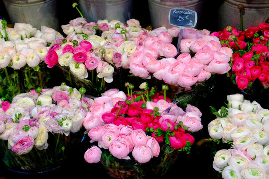 Paris, France. Europe  Spring flowers for sale at local florist in Paris.