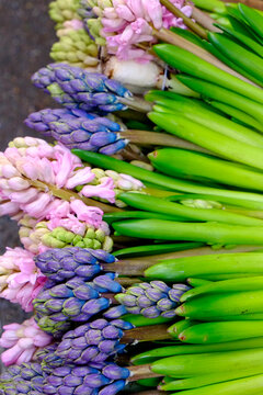 Paris, France. Europe Spring flowers for sale at local florist