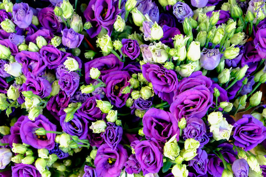 Paris, France. Europe Spring flowers for sale at local florist
