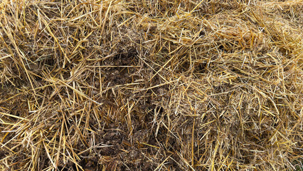 Mist dung heap of horse manure