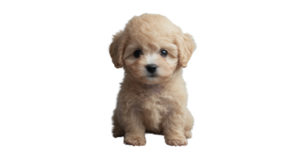 Adorable fluffy puppy sitting on transparent background