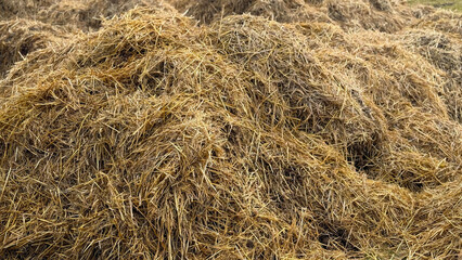 Mist dung heap of horse manure