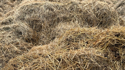 Mist dung heap of horse manure