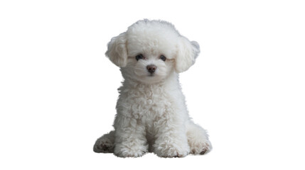 White poodle puppy sitting on transparent background