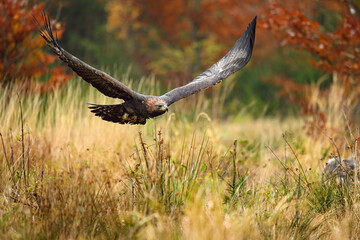 A golden eagle flies low over the ground and prepares to land.