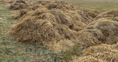 Mist dung heap of horse manure