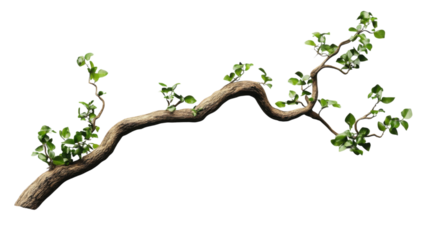Realistic 3d rendered branch with green leaves on transparent background