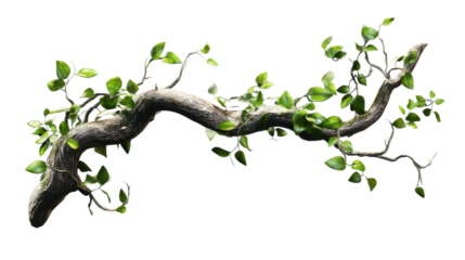 Lush green vines growing on a weathered tree branch with transparent background