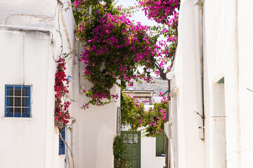 Walkway in Greek villages surrounded by growing bougainvillea, colorful doors, and whitewashed walls. 