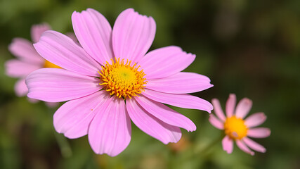 Fototapeta premium Pink cosmos flower with a yellow center and detailed petals