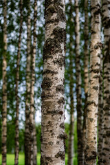 Obraz premium Pine tree forest. 