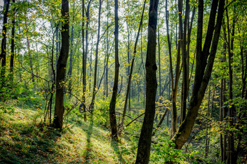 A forest overgrown on the slope of a ravine in a summer day