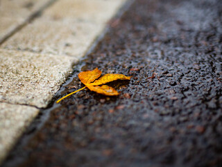 Autumn leaf on the stone.