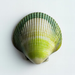 Top-Down Studio Shot of a Glossy Green and Beige Sea Snail Shell on a Clean White Background