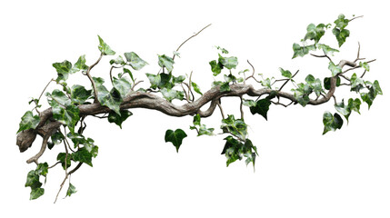 Ivy branch winding around a wooden log with transparent background